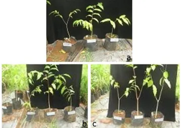 Gambar 3. Laju pertumbuhan tinggi (3a)  dan  diameter  batang  semai  (3b) pada  G. verstegii 