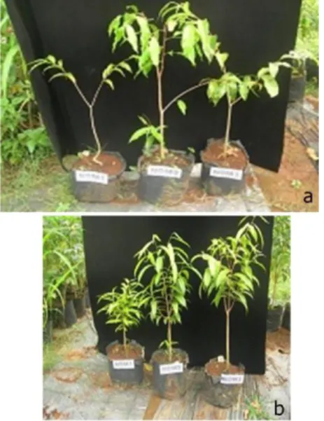 Figure  5.  Seedling  of  A. beccariana   (a)  and  G. verstegii   (b)  grow  in  mrdia  M1,  M2,  and  M3  with  100% of light intensity