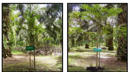 Gambar  2.    Tanaman  gaharu  yang  diaplikasi  dengan  arang  pelepah  kelapa sawit 