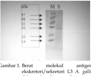 Tabel 1.   Kuantitas  protein  ekskretori/  sekretori larva A. galli 