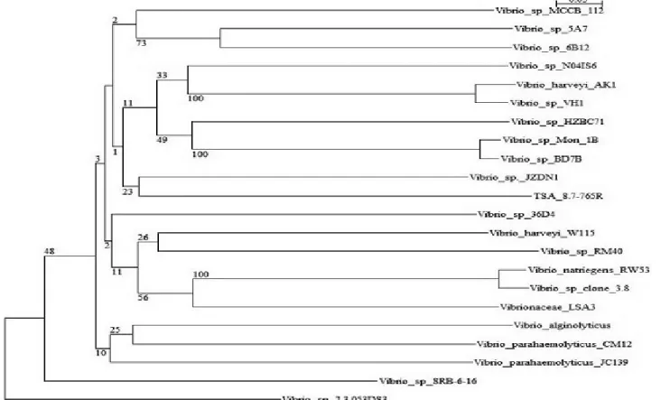 Gambar 3. Pohon Filogenetik yang Menunjukkan Kekerabatan Terdekat Antara Isolat TSA 8.7 dengan Bakteri Vibrio sp