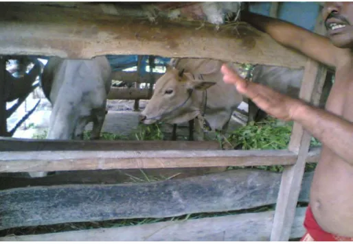 Foto Program CD PT Inalum berupa ternak sapi di Desa Kuala Indah 