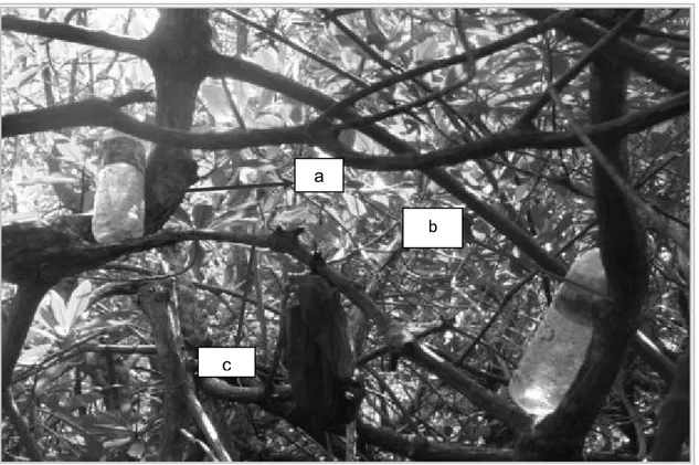 Gambar 3  Perkembangbiakan vegetatif alami pada Rhizophora sp. Batang pada botol bekas kemasan air  pada bagian kiri (a)  dan kanan (b) berasal dari pohon induk yang masih berhubugan melalui  cabang penghubung (c)