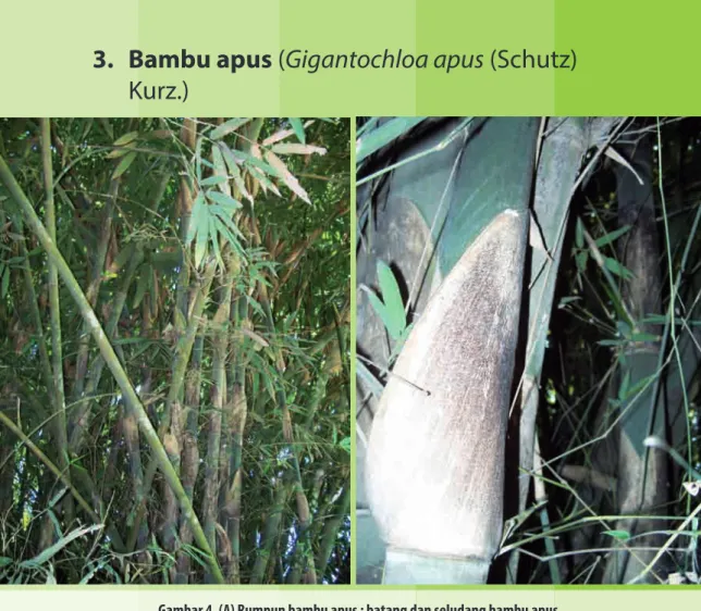 Gambar 4. (A) Rumpun bambu apus ; batang dan seludang bambu apus