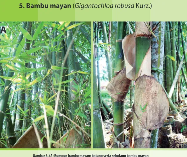 Gambar 6. (A) Rumpun bambu mayan; batang serta seludang bambu mayan