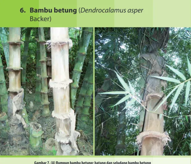 Gambar 7. (A) Rumpun bambu betung; batang dan seludang bambu betung