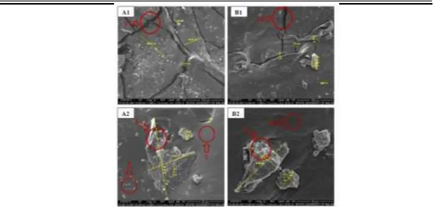 Gambar 13. Perbandingan Struktur Mikro Penampang Melintang Dodol Rumput Laut Hasil Foto SEM antara Perlakuan Paling Disukai (A) dengan Perlakuan Paling Tidak Disukai (B)