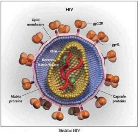 Gambar 1.  Struktur HIV (http://images.google.co.id/imgres?imgurl=http://spiritia.or.id/Ref/Struktu 