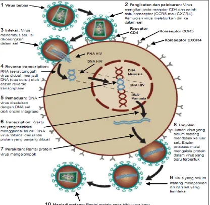 Gambar 2.  Siklus hidup HIV  (http://images.google.co.id/imgres?imgurl=http://spiritia.or.id/Ref/Siklus