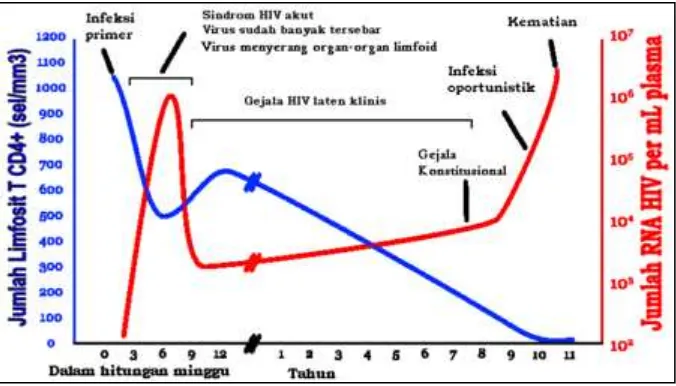 Gambar 3. Hubungan antara jumlah RNA HIV dengan jumlah limfosit T CD4, selama infeksi HIV tidak diobati (http://images.google.co.id/imgres?imgurl=http://upload.wikimedia.org/wikipedia/id/thumb/4/49/Hiv-timecourse-id.png)<25 April 2009>  