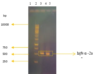 Gambar 3 Produk PCR gen human ifn-α2a. (1): kosong, (2): DNA 