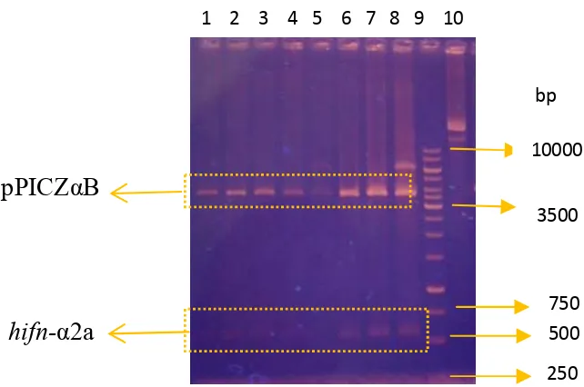 Gambar 4 Hasil restriksi plasmid rekombinan (pPICZαB-ifnα2a) dengan  enzim  Xho1 &amp; Xba1