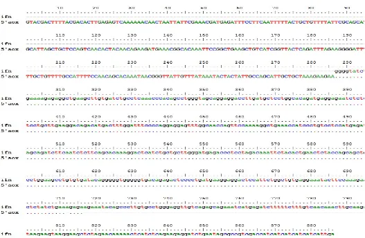 Gambar 6 Hasil pensejajaran urutan nukleotida hifn-α2a pada plasmid    rekombinan pPICZαB-hifnα2a dengan primer 5’AOX 