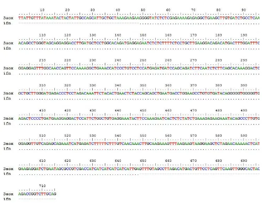 Gambar 8 Hasil linearisasi klon 6. (1): DNA marker 1 Kb,  (2): plasmid  rekombinan pPICZαB-ifnα2a tidak dipotong, (3): kosong, (4):  plasmid rekombinan pPICZαB-ifnα2a dipotong  BstX1 