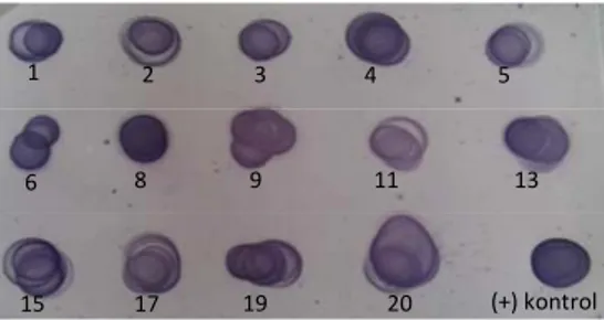 Gambar 11 Analisis ekspresi hifn-α2a dengan Dot blot 