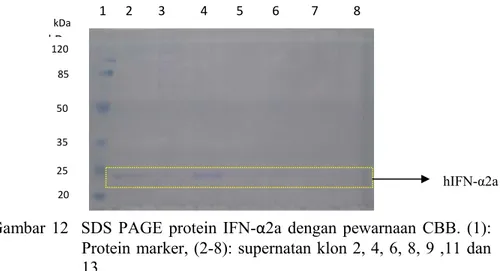 Gambar 13 Analisis Western blot IFN-α2a  (1): positif kontrol (IFN ekspresi   di  E. coli), (2): protein marker, (3): klon 2,  (4):  klon 4,  (5):   klon 6,  (6):  klon 8,  (7): klon 9,    (8):  klon 11,  (9): klon 13, (10):  negatif kontrol (X 33  kosong) 