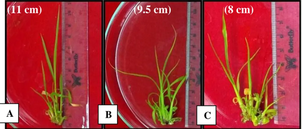 Gambar 2.  Pertumbuhan  tunas  in  vitro  tebu  genotipe  PS  862  dengan  jenis  eksplan  tiga  tunas  pada  subkultur  ke  tiga  (A),  subkultur ke enam (B), dan subkultur ke sembilan (C) 
