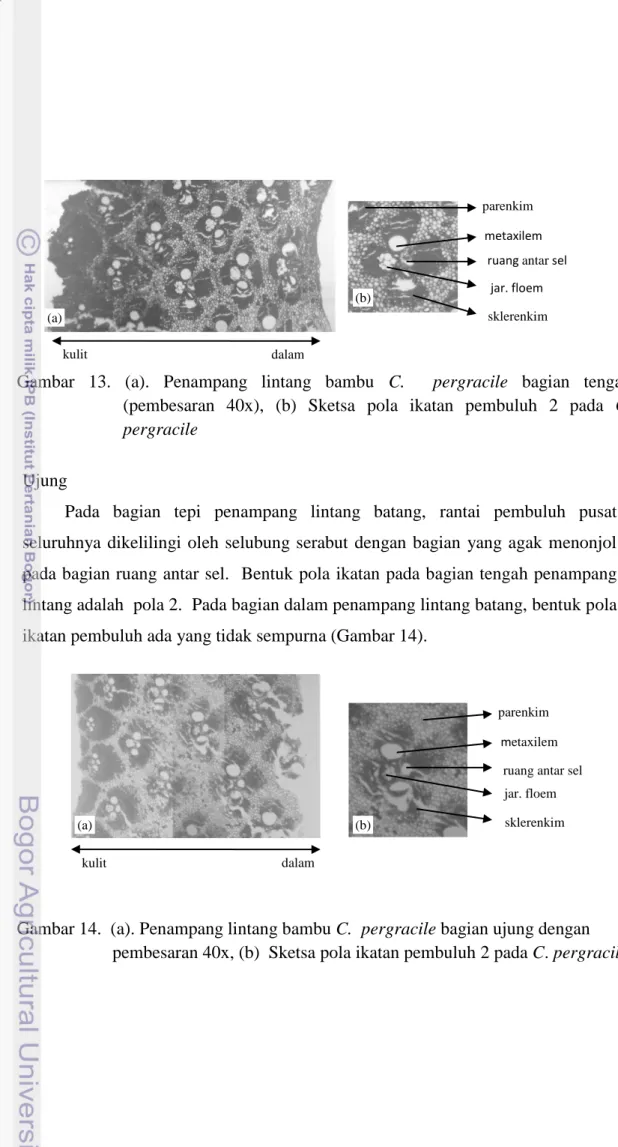 Gambar  13.  (a).  Penampang  lintang  bambu  C.    pergracile  bagian  tengah  (pembesaran  40x),  (b)  Sketsa  pola  ikatan  pembuluh  2  pada  C