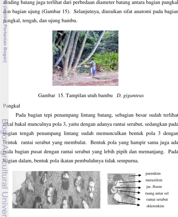 Gambar  15. Tampilan utuh bambu   D. giganteus 