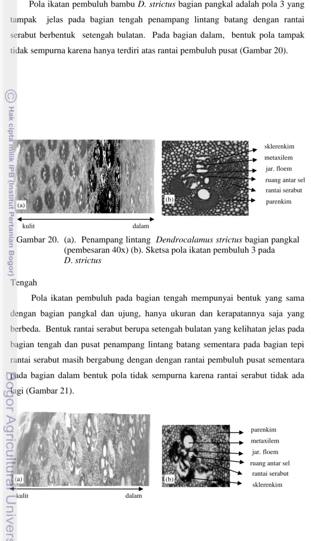 Gambar 20.  (a).  Penampang lintang  Dendrocalamus strictus bagian pangkal  (pembesaran 40x) (b)
