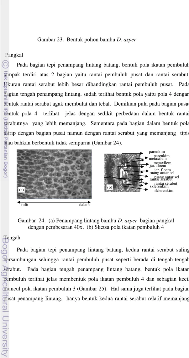 Gambar 23.  Bentuk pohon bambu D. asper 