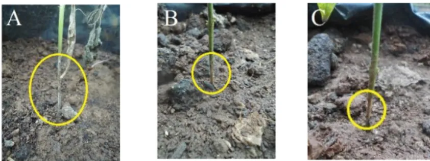 Gambar 3.  Gejala  serangan  pada  tanaman  cabai:  perubahan  warna  pangkal  batang  dari  hijau  menjadi coklat (A, B, C) 