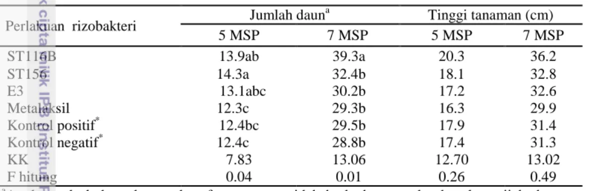 Tabel 3 Pengaruh perlakuan benih dengan rizobakteri terhadap jumlah daun dan  tinggi tanaman pada 5 MSP dan 7 MSP di polybag 