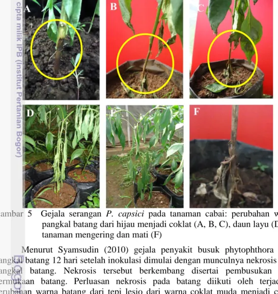 Gambar  5    Gejala  serangan  P.  capsici  pada  tanaman  cabai:  perubahan  warna  pangkal batang dari hijau menjadi coklat (A, B, C), daun layu (D, E),  tanaman mengering dan mati (F) 