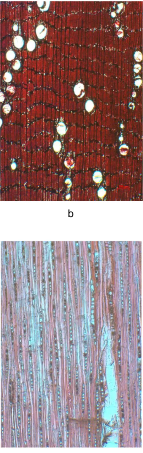 Gambar 9. Struktur anatomi kiacret (Spathodea campanulata )   a. Struktur makro penampang lintang (perbesaran 10x)   b