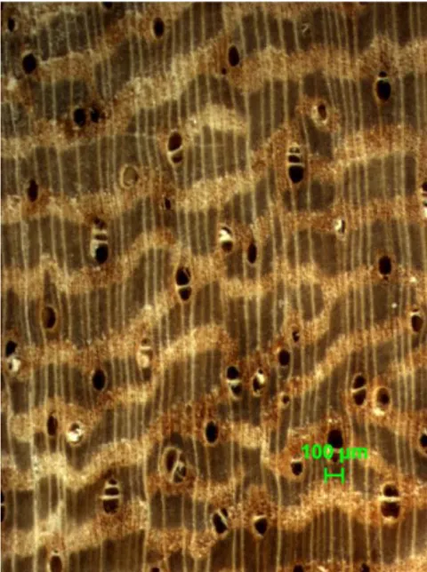 Gambar 6. Struktur anatomi  bungbulang (Premna tomentosa)  a. Struktur makro penampang melintang (perbesaran 10x)   b