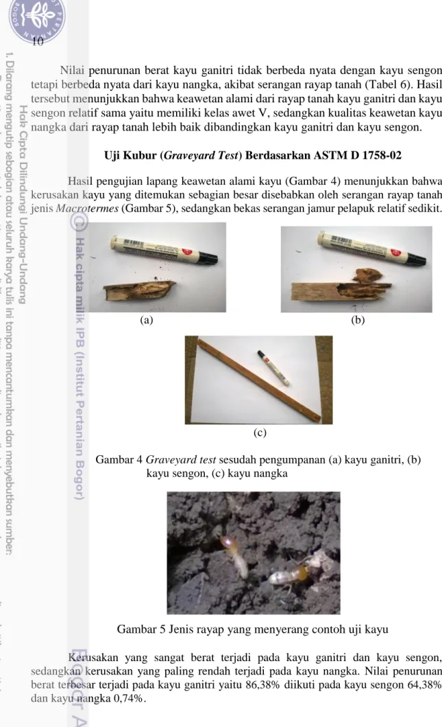 Gambar 4 Graveyard test sesudah pengumpanan (a) kayu ganitri, (b)  kayu sengon, (c) kayu nangka 