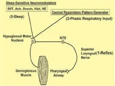 Gambar 2.2 Tiga mekanisme input saraf pada otot genioglossus ( fasik ) 