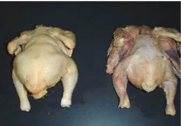 Gambar 2. 1 Daging ayam normal (kiri) dan daging ayam tiren (kanan)  Berdasarkan    pada  Gambar  2.1  dapat  kita  saksikan  perbedaan  karakteristik  fisik  antara  daging  ayam  normal  dan  daging  ayam  tiren  secara  utuh