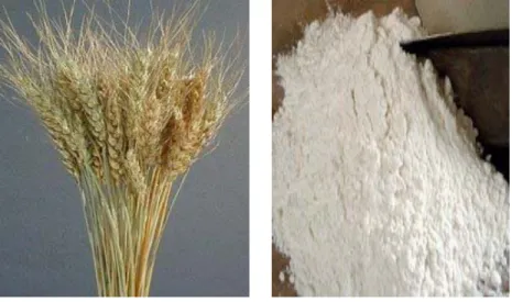 Gambar 2.1 : Gandum  Gambar 2.2: Tepung Terigu 