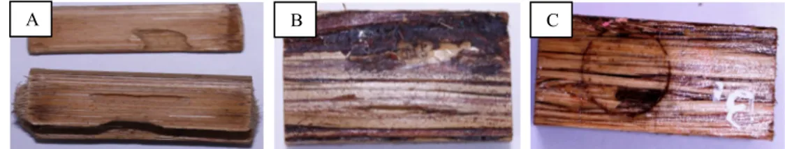 Gambar 5. Keragaan  uji serangan rayap cryptothermes spp  pada pelepah sawit (A), papan zephyr tanpa  lapisan finishing (B) dan papan zephyr dengan lapisan finishing (C) 