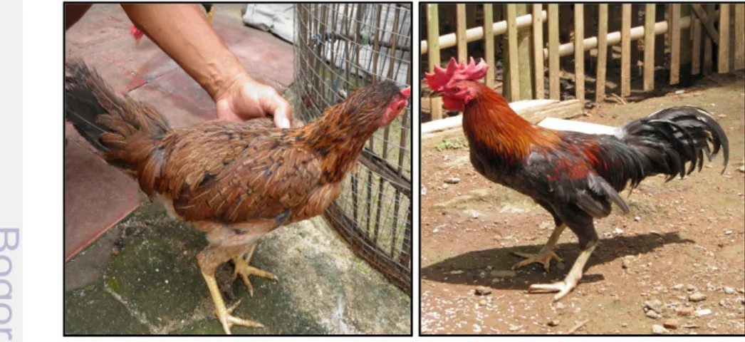 Gambar 1. Ayam Kampung Betina dan Ayam Kampung Jantan 