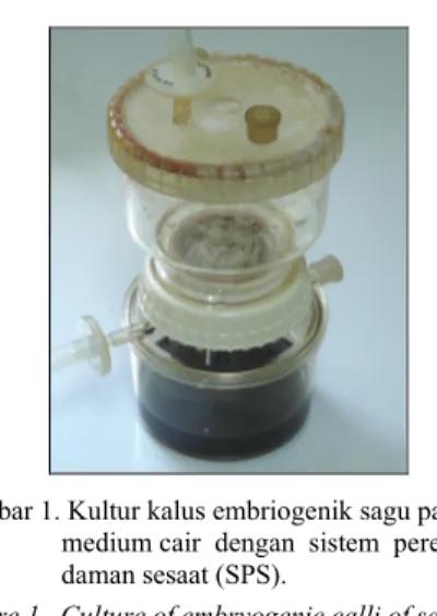 Figure 1.  Culture of embryogenic calli of sago                   in a liquid medium using temporary                    immersion system (TIS)