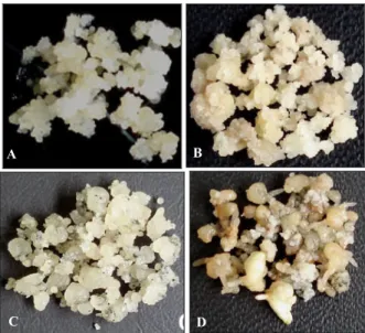 Figure  3.  Embryogenic  calli  of sagu:  initial calli (A) after  six-weeks   cultured  on    agar-solidified                    medium (B), in liquid medium (C), and in temporary immersion system (D)