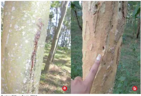 Gambar 19.  Batang sengon yang sudah terkena boxtor (a), dan batang yang rusak parah  karena serangan boxtor di Candiroto Jawa Tengah (b) 