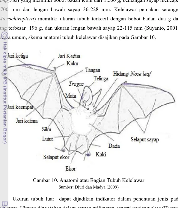 Gambar 10. Anatomi atau Bagian Tubuh Kelelawar  Sumber: Djuri dan Madya (2009) 
