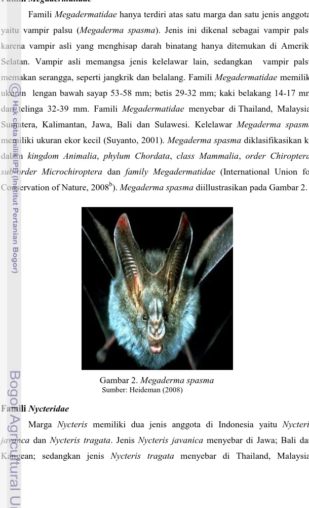 Gambar 2. Megaderma spasma            Sumber: Heideman (2008) 