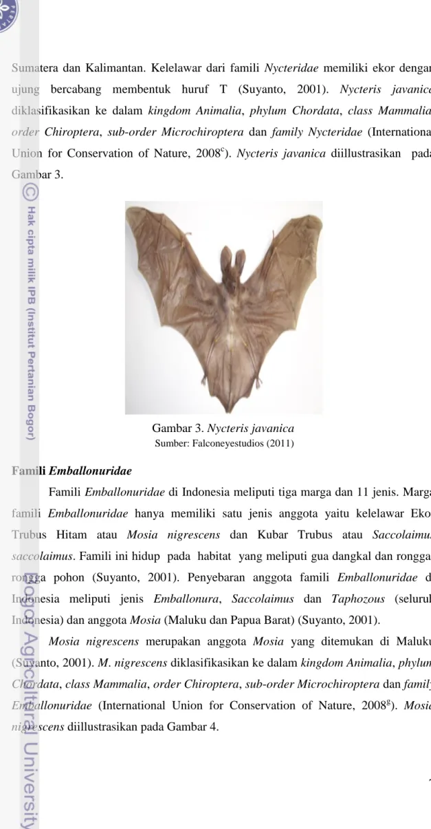 Gambar 3. Nycteris javanica   Sumber: Falconeyestudios (2011) 