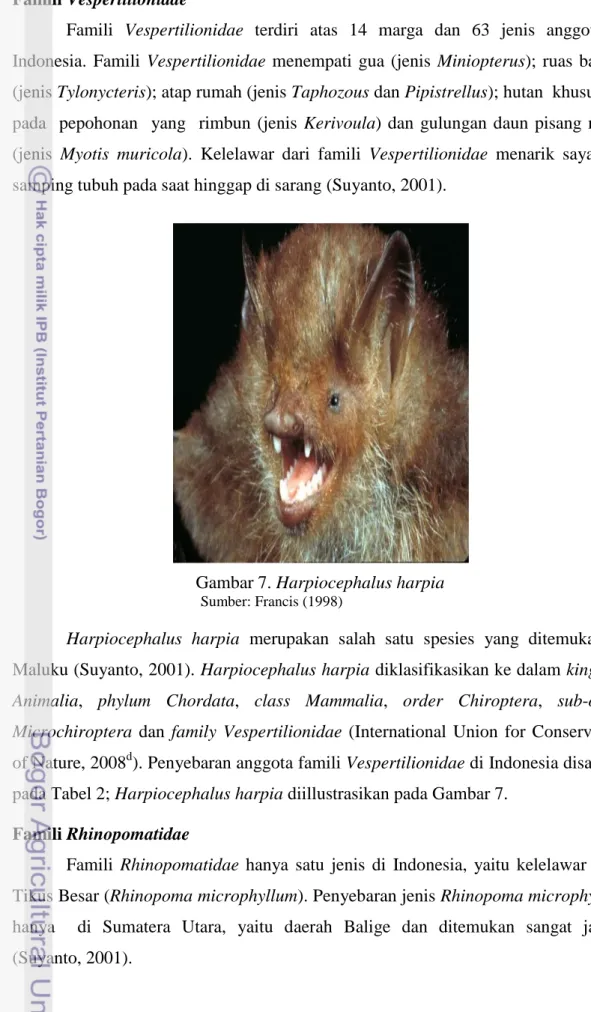 Gambar 7. Harpiocephalus harpia         Sumber: Francis (1998) 
