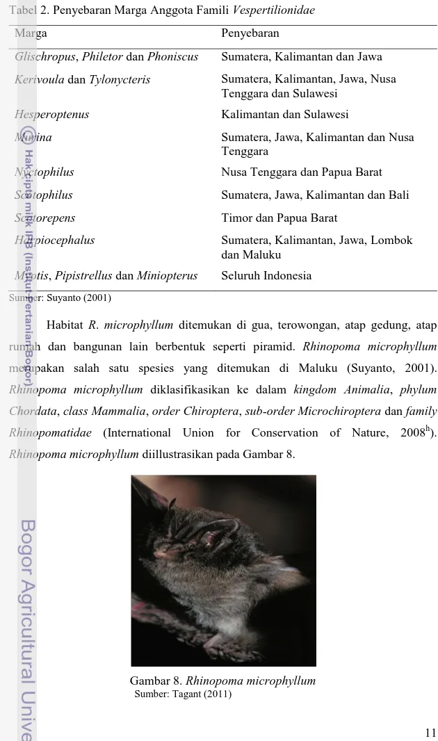Gambar 8. Rhinopoma microphyllum       Sumber: Tagant (2011) 
