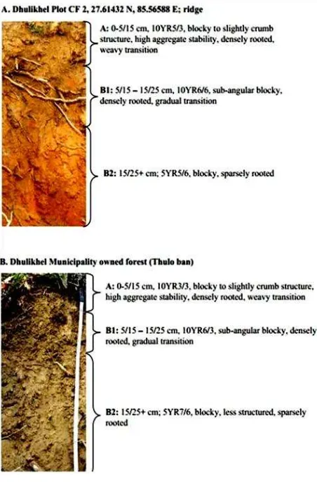 Table 2.  Soil bulk density at different soil layers in CF and MF. 
