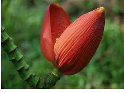 Gambar 1. Jantung Pisang 