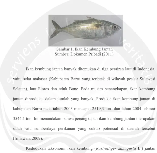 Gambar 1. Ikan Kembung Jantan Sumber: Dokumen Pribadi (2011) 