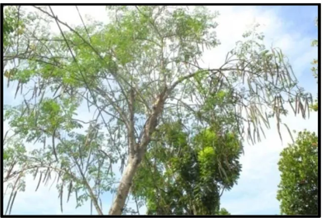 Gambar 2.1. Pohon Kelor (Moringa oleifera)  Sumber: Dokumentasi Pribadi 