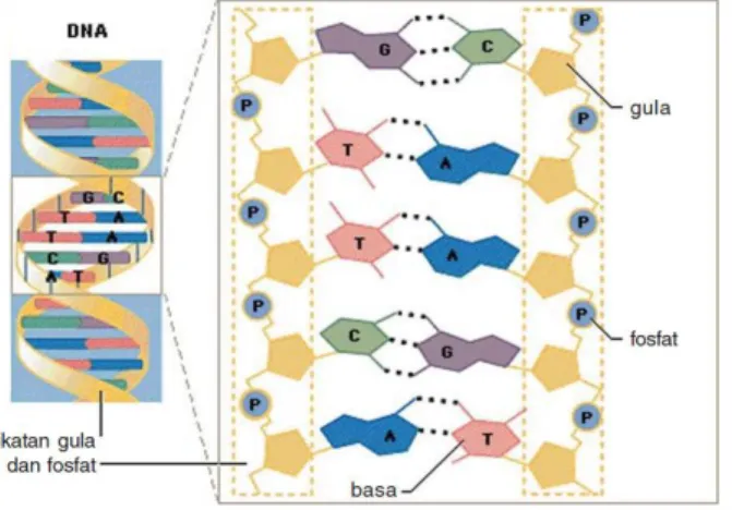 Gambar 1 Struktur dan Susunan DNA  Sumber: Encarta Library, 2005 