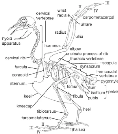 Gambar 14  Kerangka tulang burung merpati                                  Sumber: Encyclopedia Britannica (2008) 